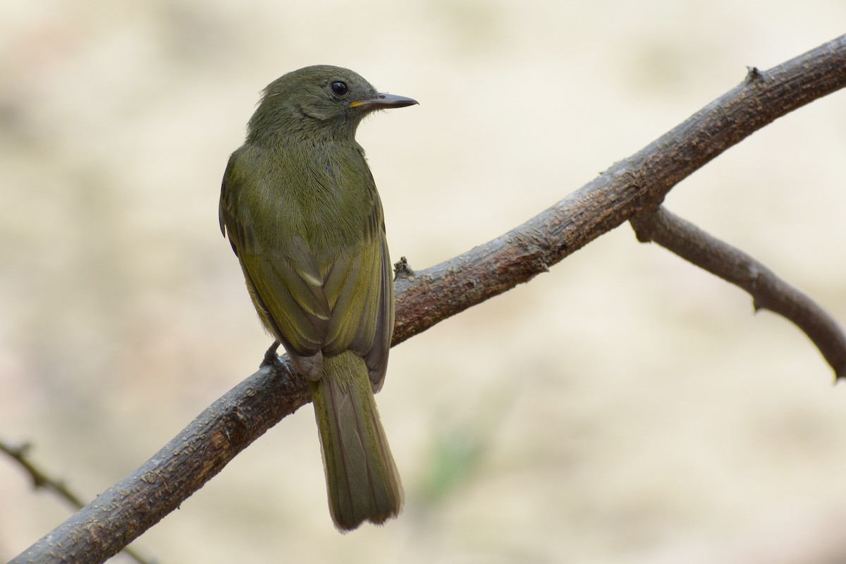 Ochre-bellied Flycatcher - ML149973201