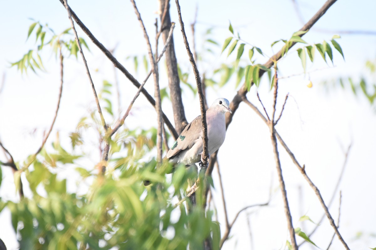 Emerald-spotted Wood-Dove - ML149973871