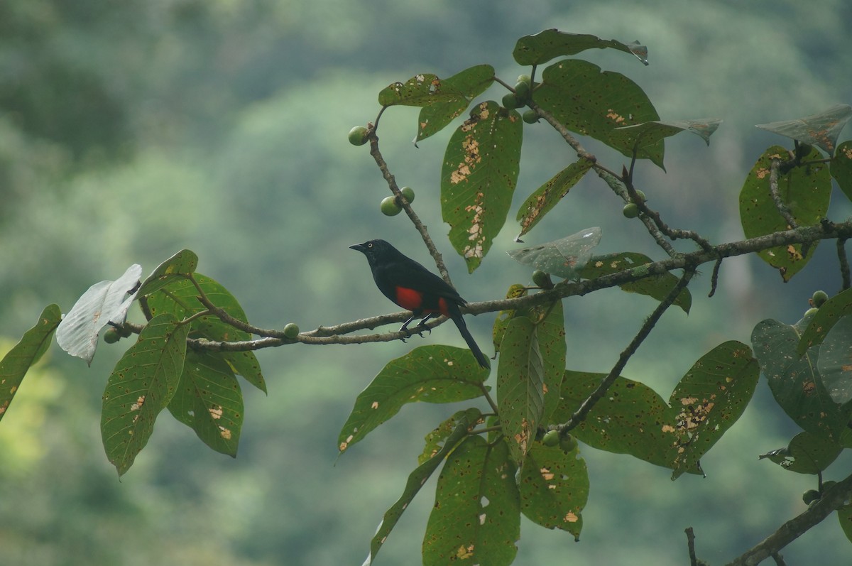 Red-bellied Grackle - ML149974061