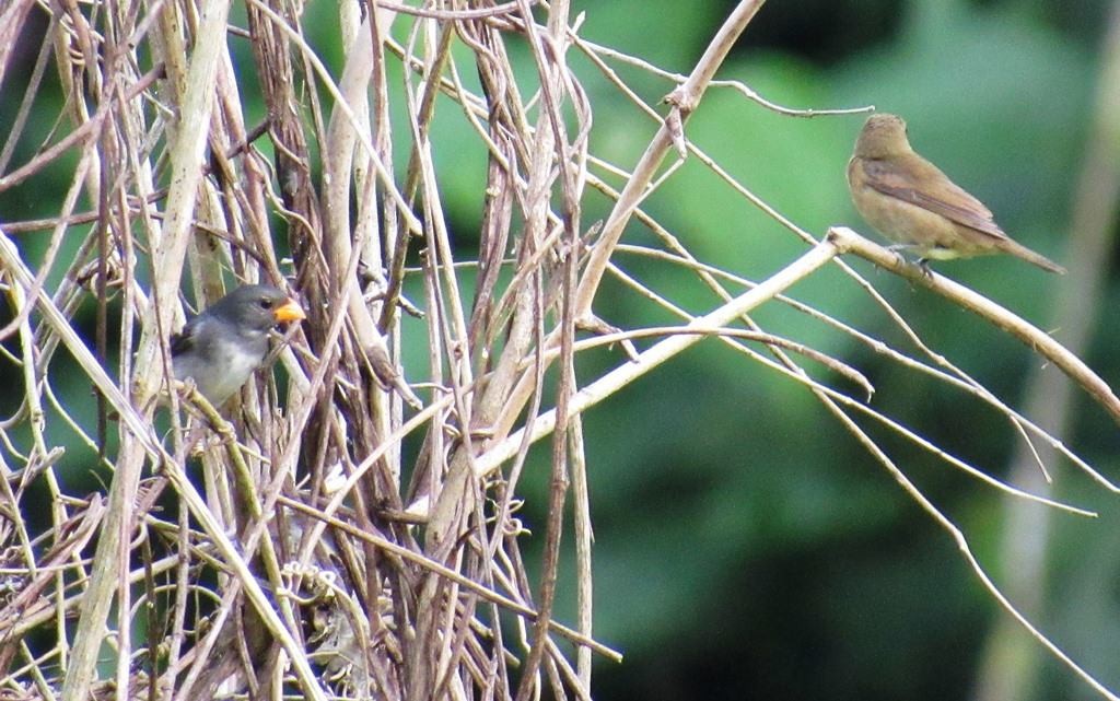 Slate-colored Seedeater - ML149974661