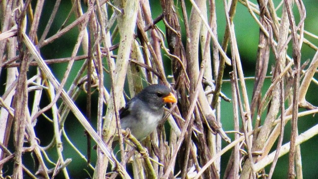 Slate-colored Seedeater - ML149974671