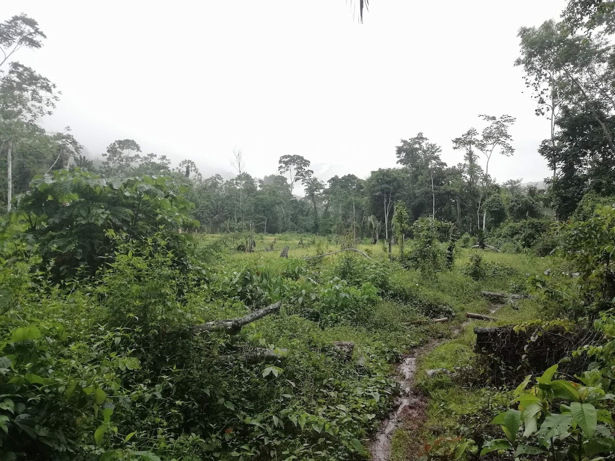 Slate-colored Seedeater - ML149974711