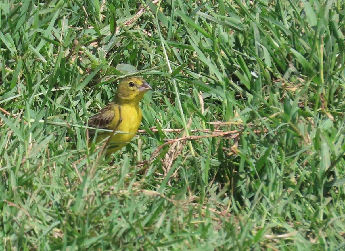 Grassland Yellow-Finch - ML149974921