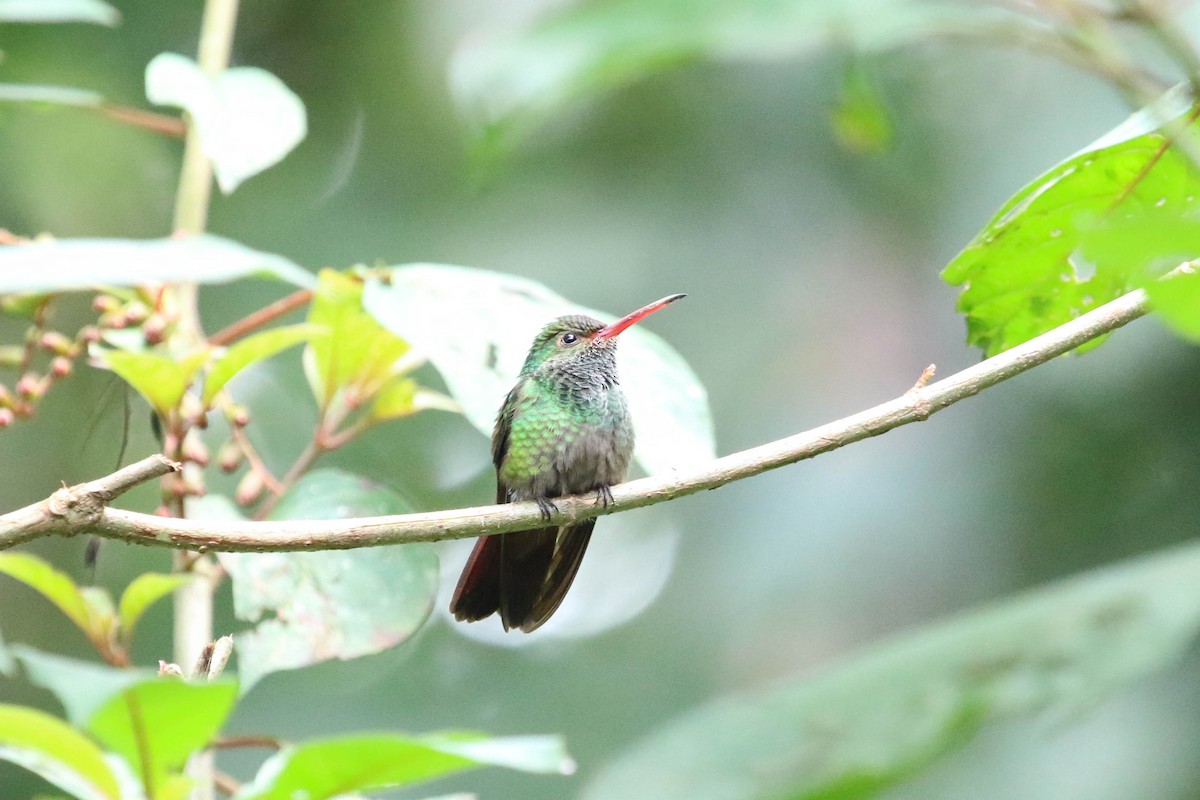 Rufous-tailed Hummingbird - Michael Hyman