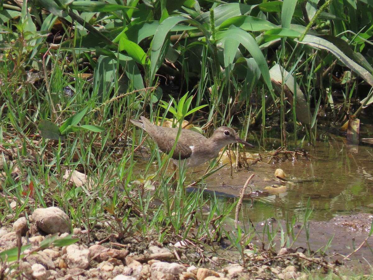 Spotted Sandpiper - ML149975511