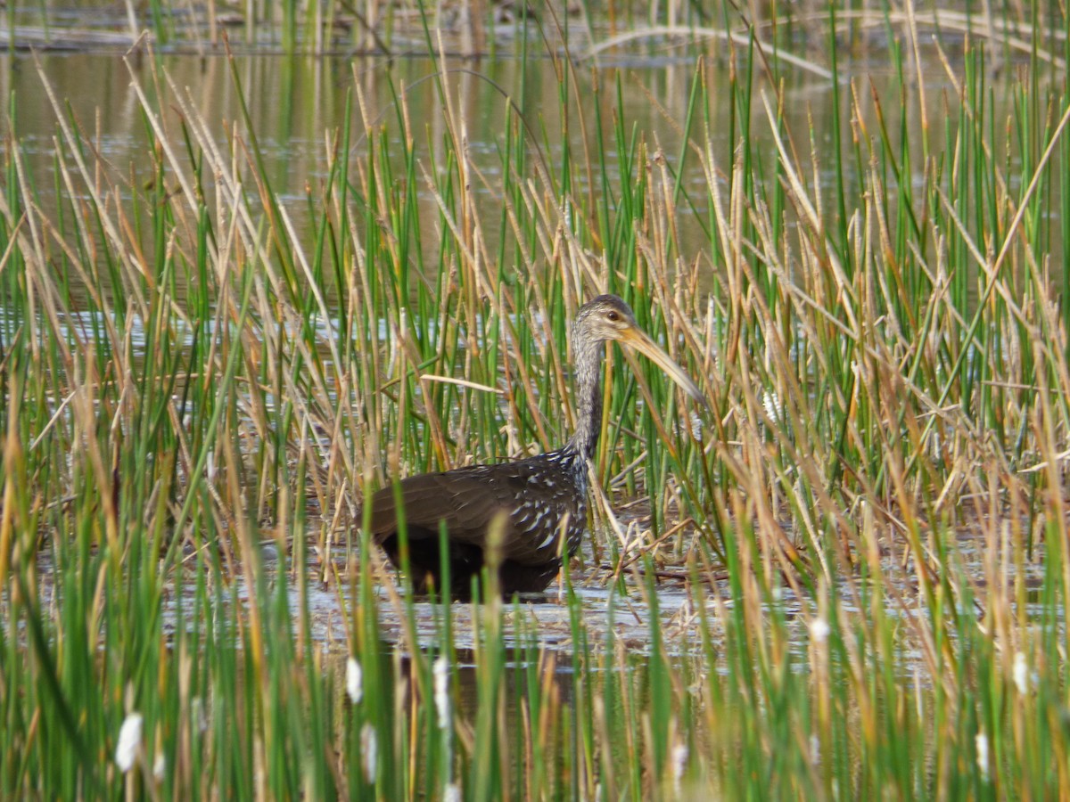 Limpkin - ML149978131