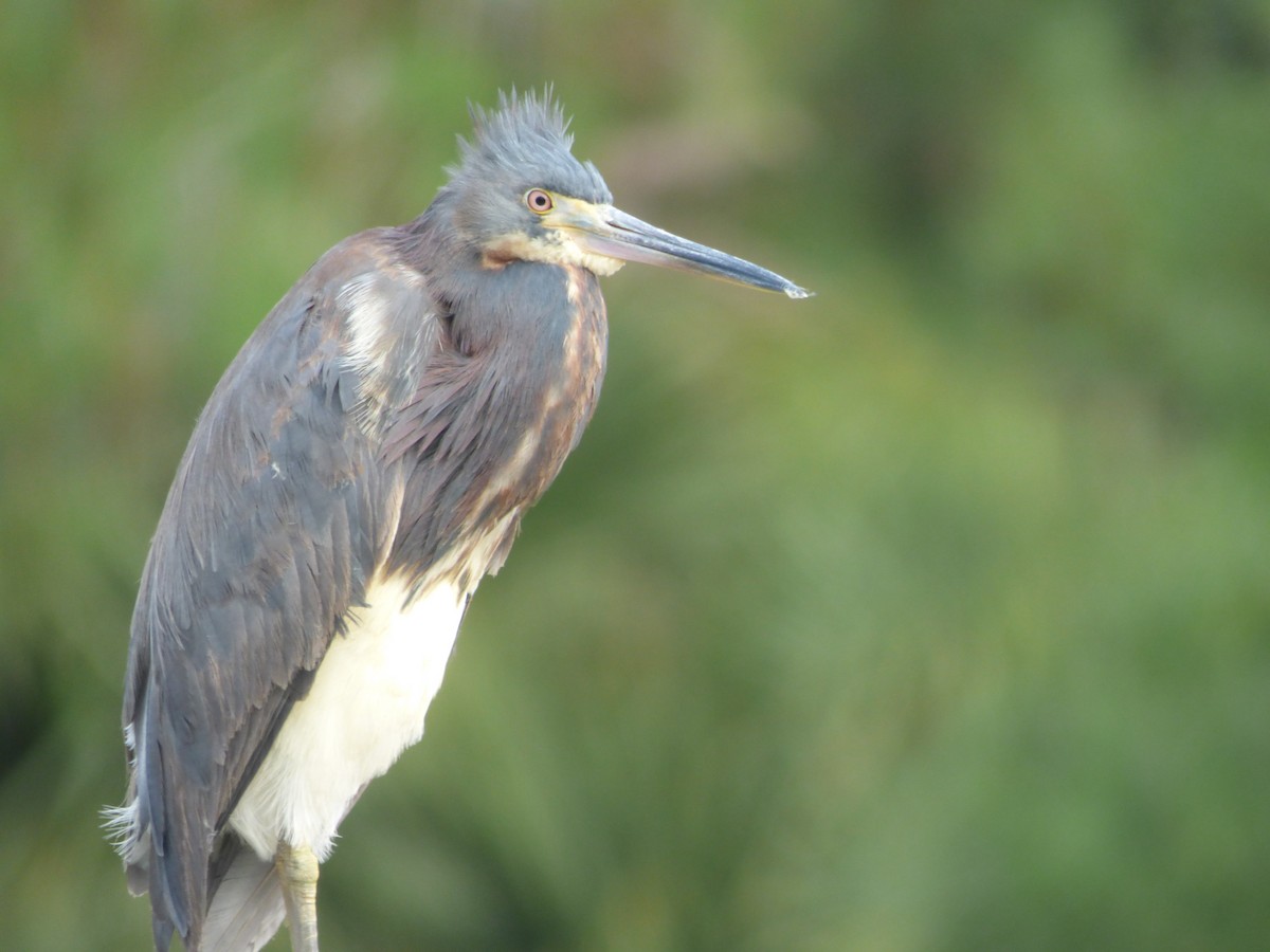 Tricolored Heron - ML149978281