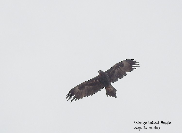 Wedge-tailed Eagle - ML149979351