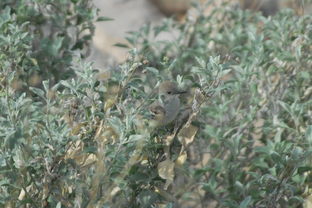 Ash-throated Flycatcher - ML149980371