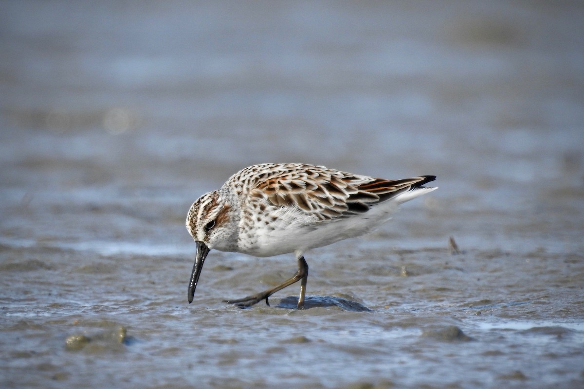 Broad-billed Sandpiper - ML149980501