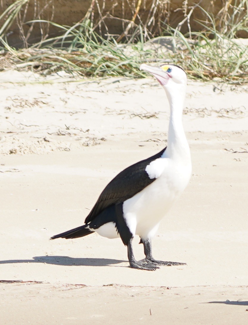 Cormoran varié - ML149981891