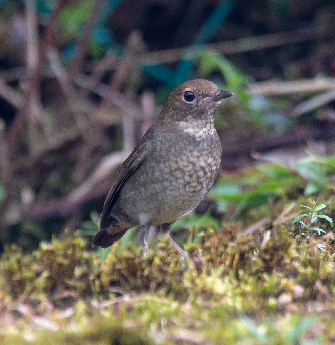 Rufous-headed Robin - ML149982261