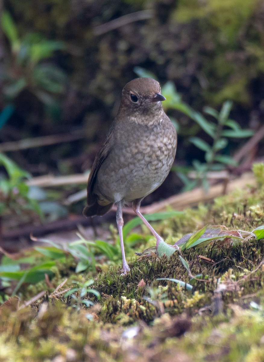 Rufous-headed Robin - ML149982301