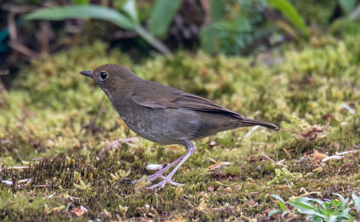 Rufous-headed Robin - ML149982311