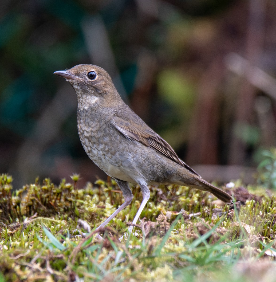 Rufous-headed Robin - Koren Mitchell