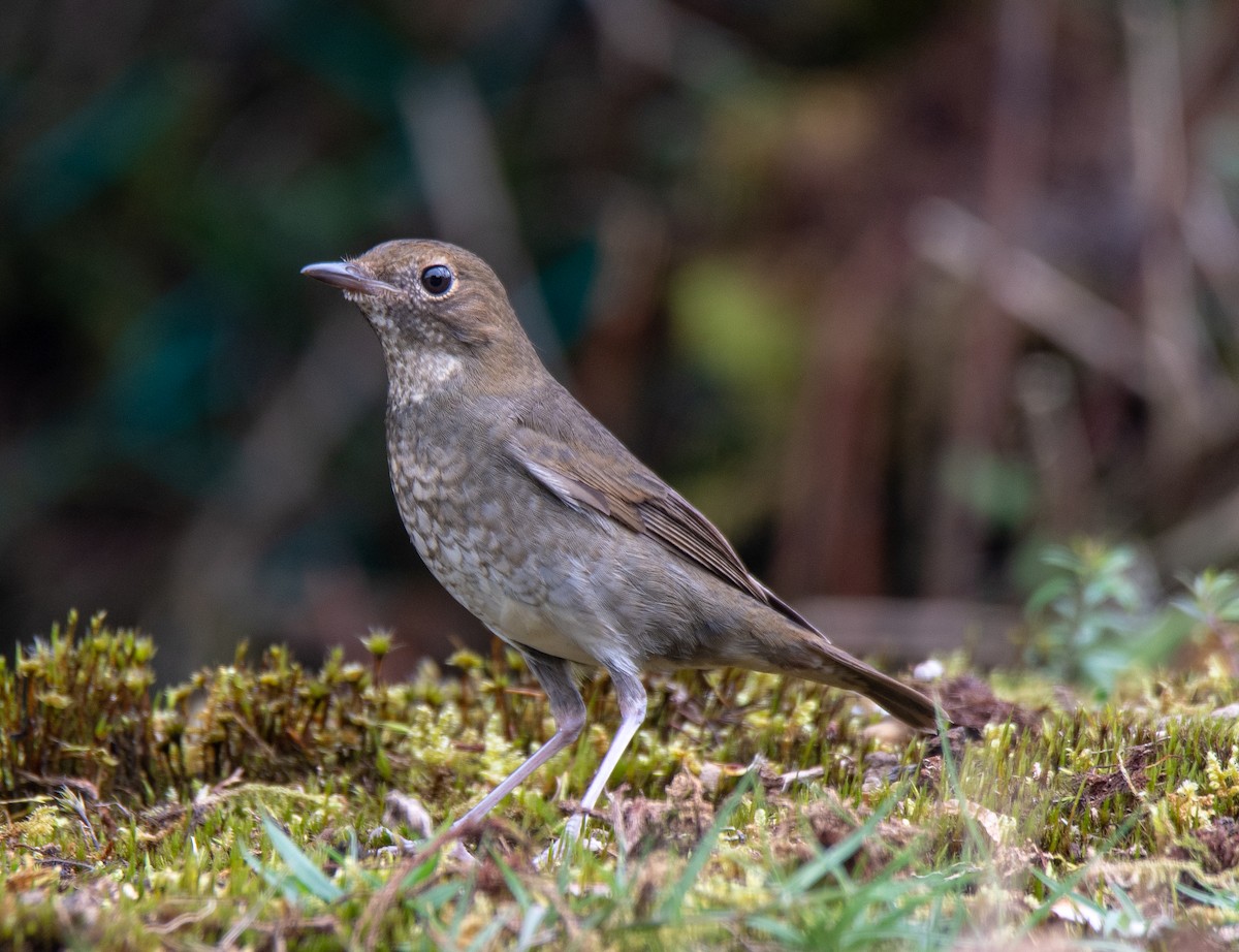 Rufous-headed Robin - ML149982341