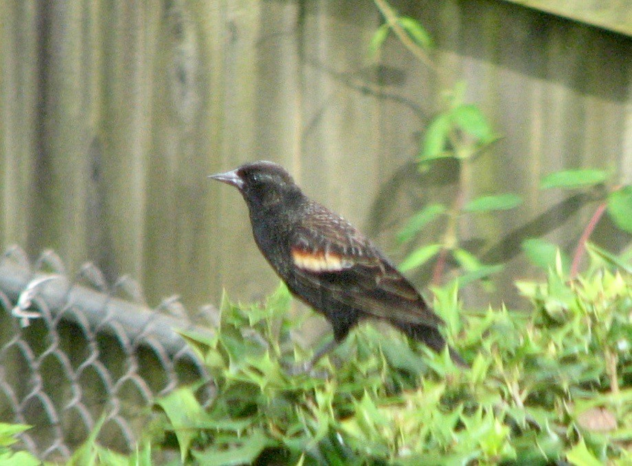 Red-winged Blackbird - Hope Shastri