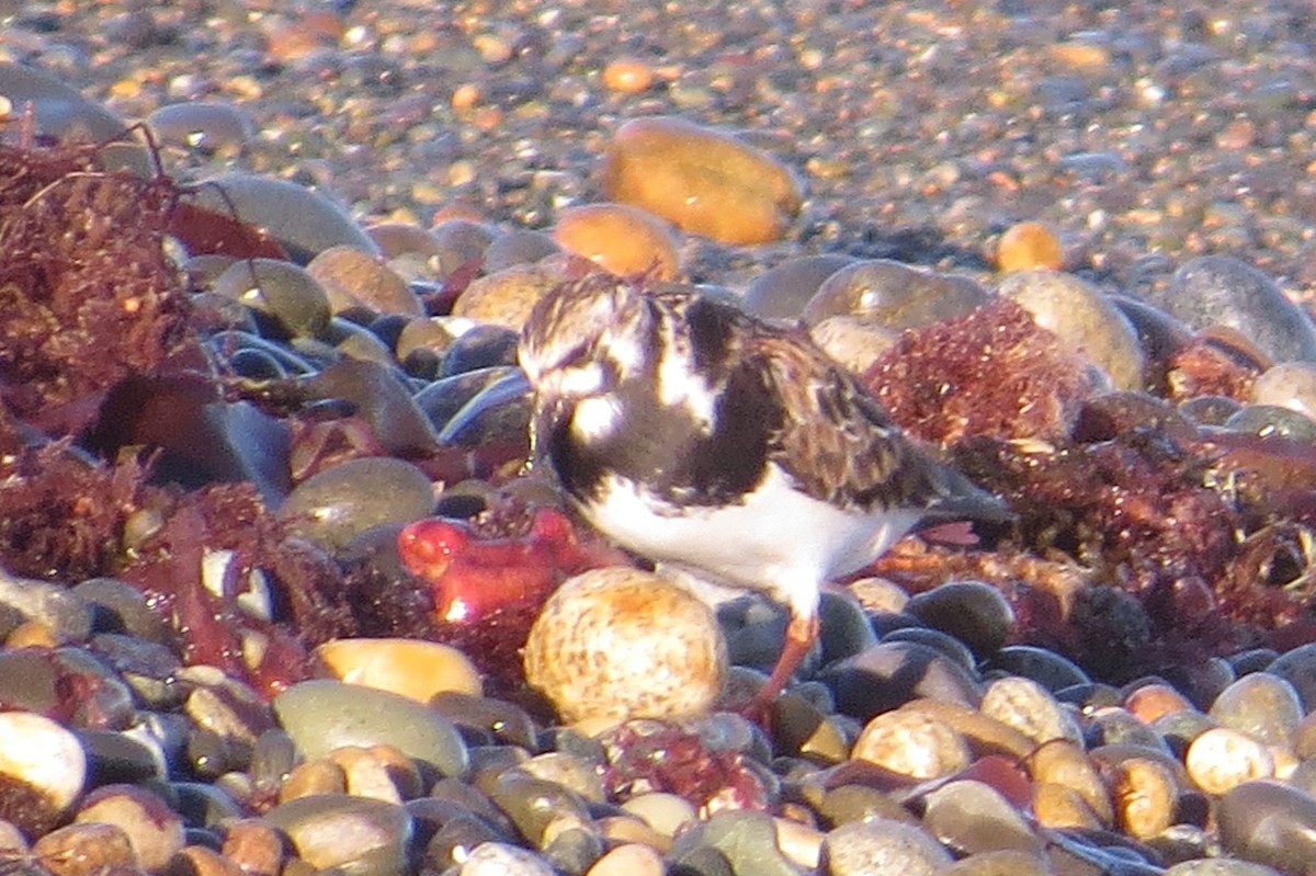 Ruddy Turnstone - ML149984541