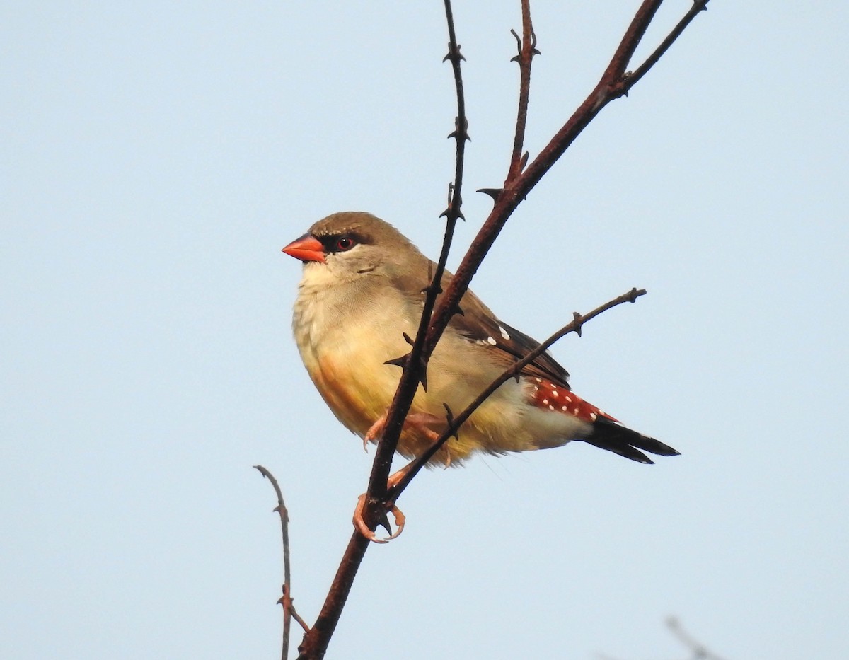 Red Avadavat - ML149984751