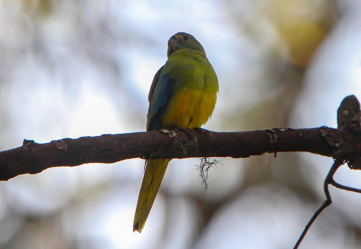Turquoise Parrot - ML149986641