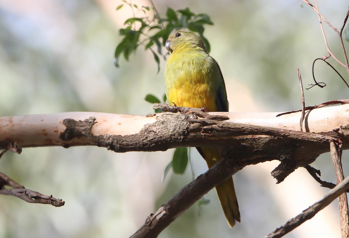 Turquoise Parrot - ML149986711