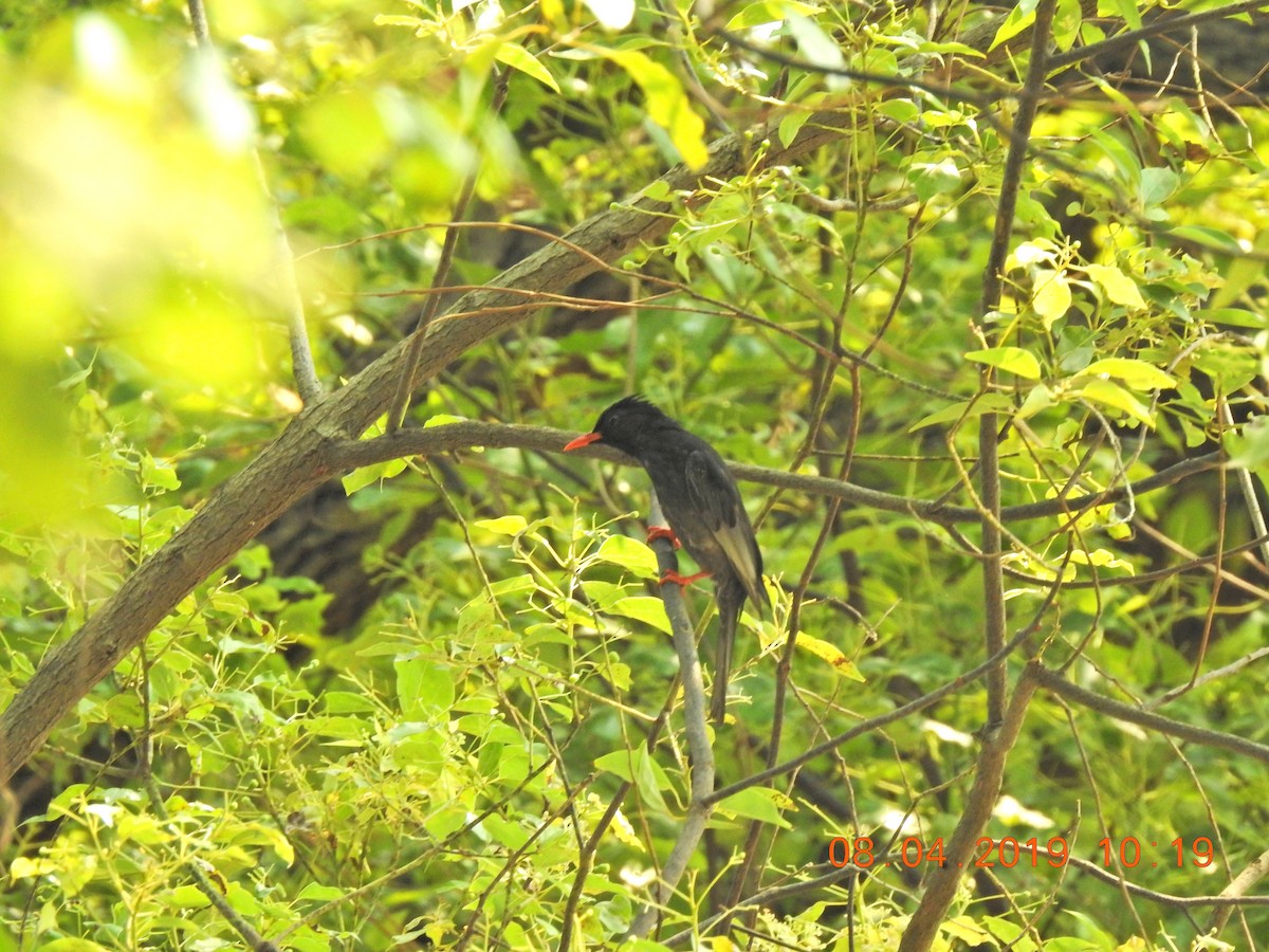 Black Bulbul (Gray-winged) - ML149988411