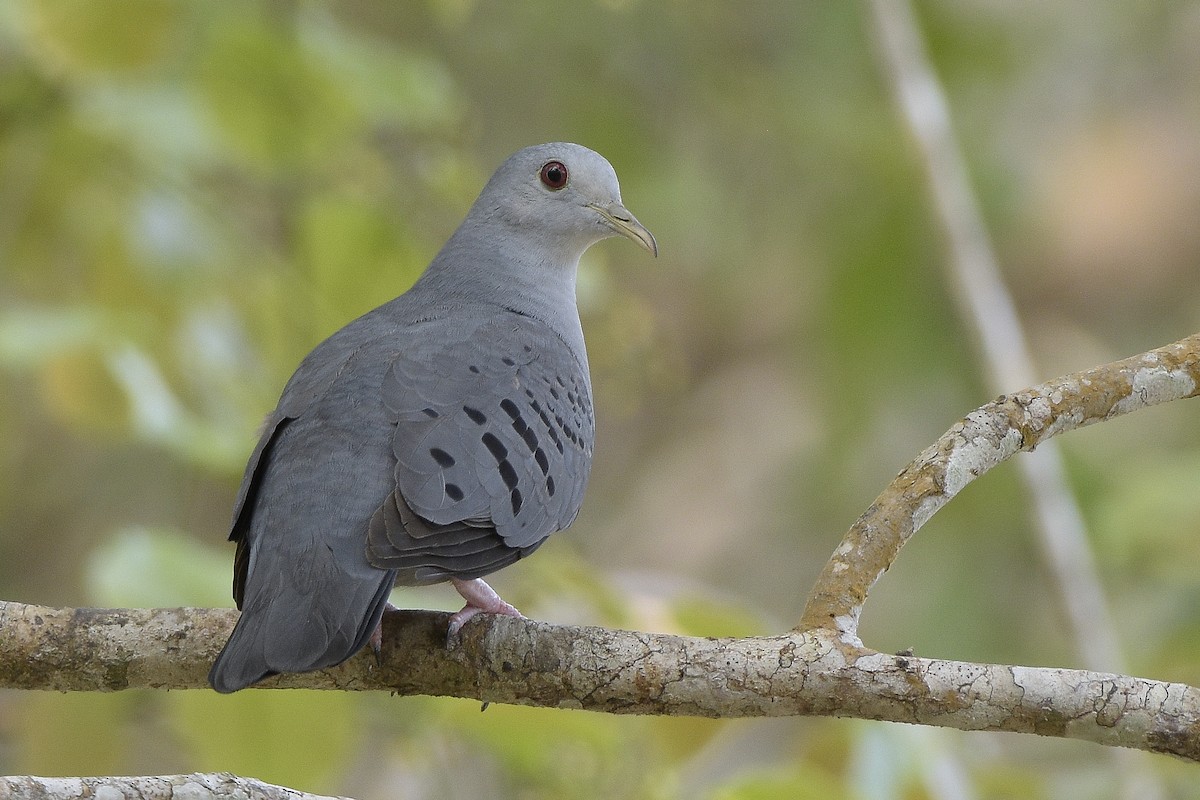 Blue Ground Dove - ML149989021