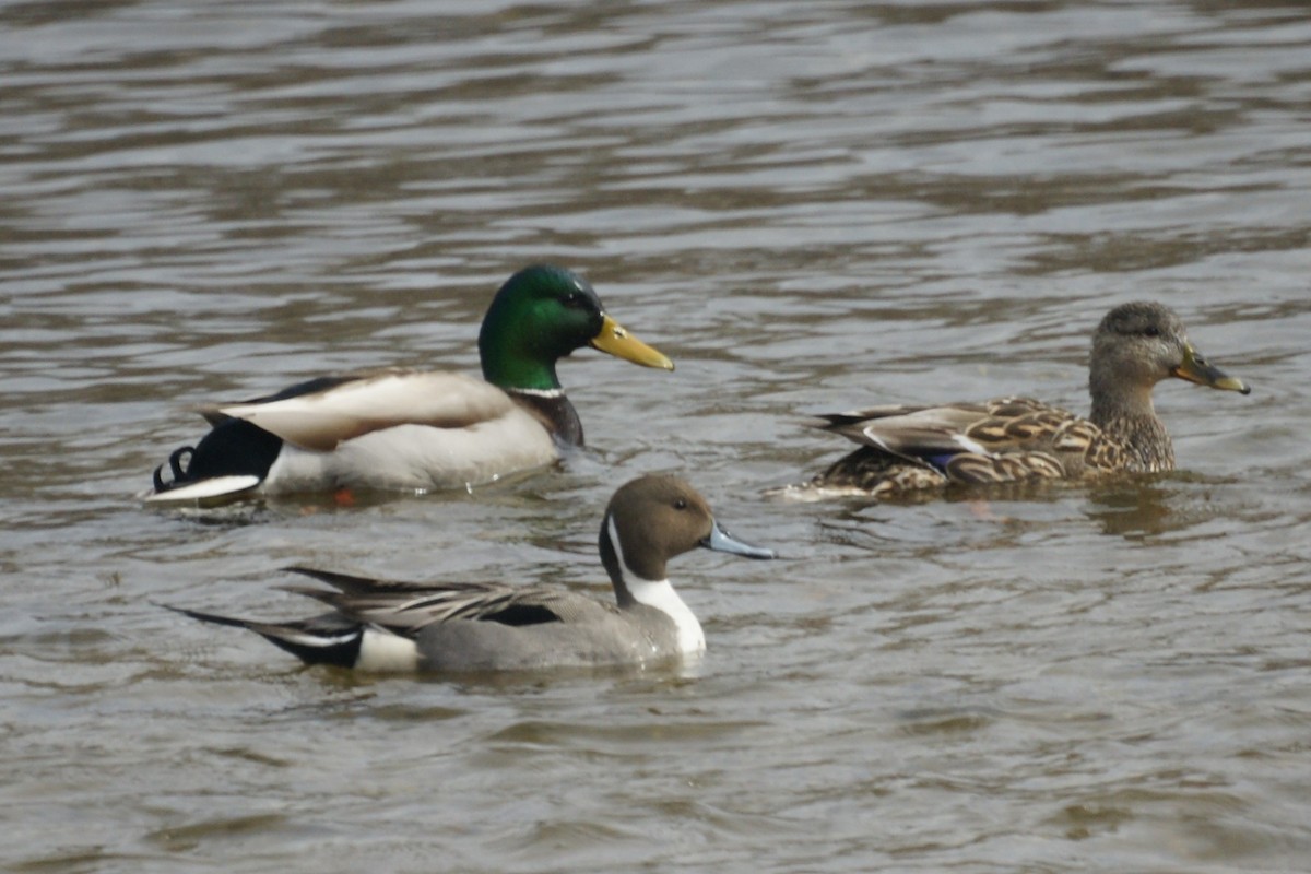 Northern Pintail - Gary Roberts