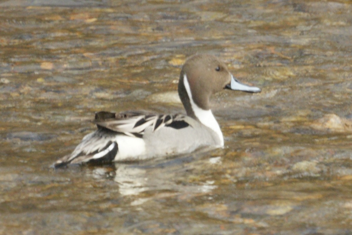 Northern Pintail - Gary Roberts