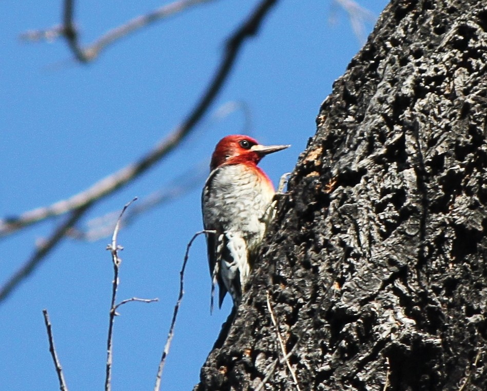 Red-breasted Sapsucker - ML149993481