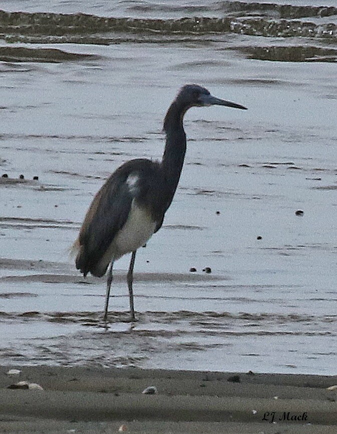 Tricolored Heron - ML149994381