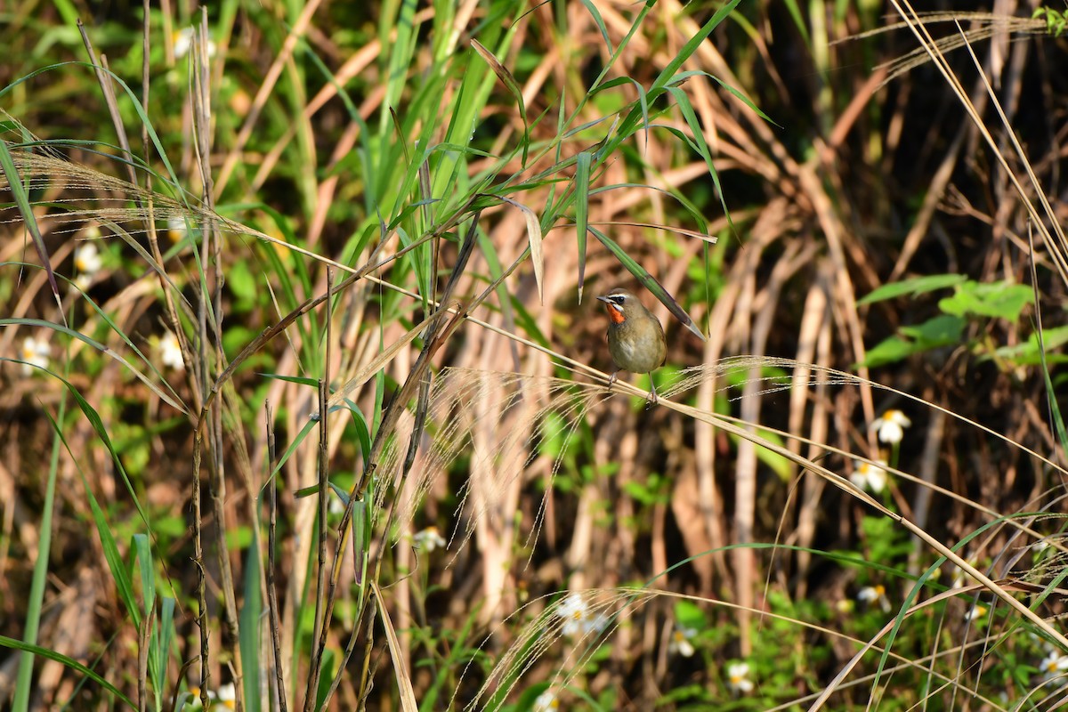 Siberian Rubythroat - Anonymous