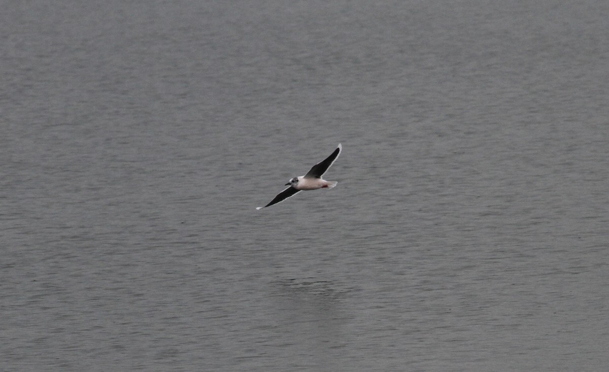 Little Gull - ML150001021