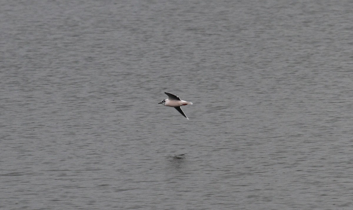 Little Gull - ML150001041