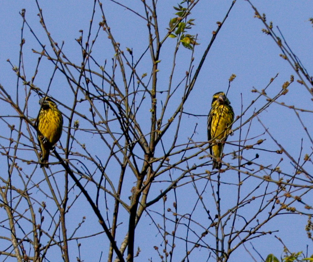 Spot-winged Grosbeak - ML150001431