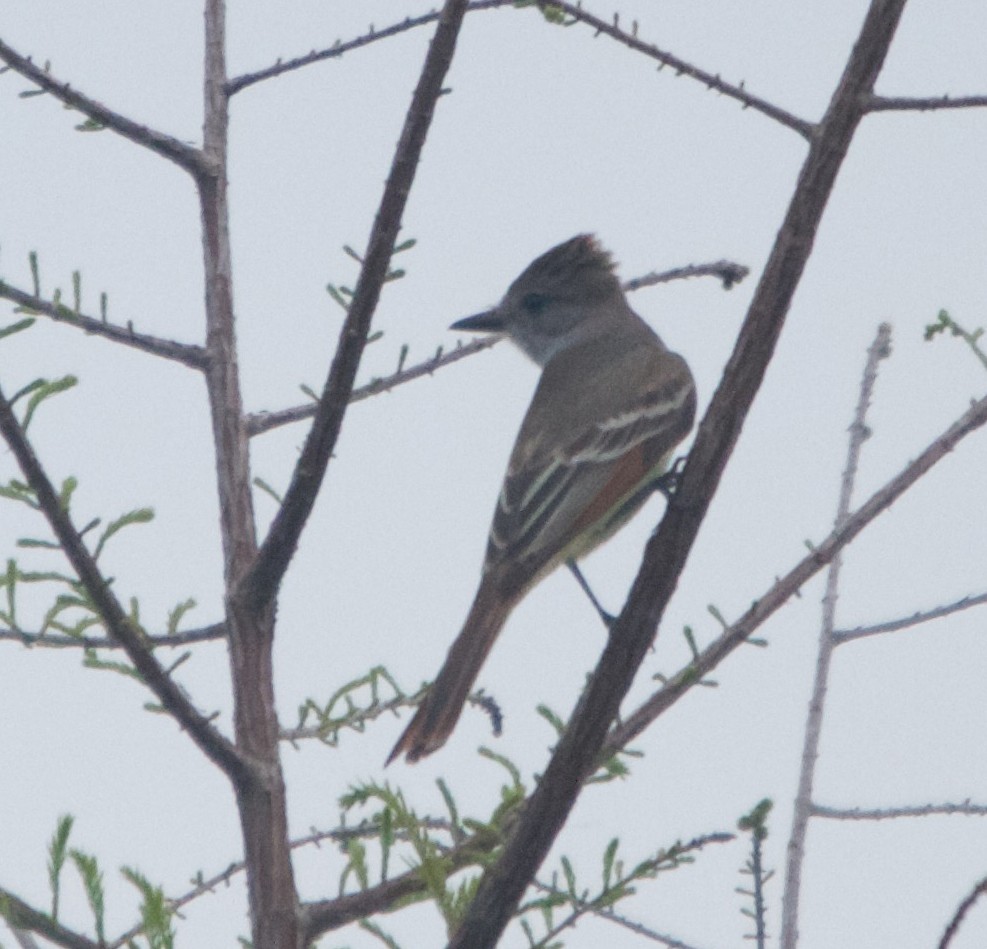 Ash-throated Flycatcher - ML150002231