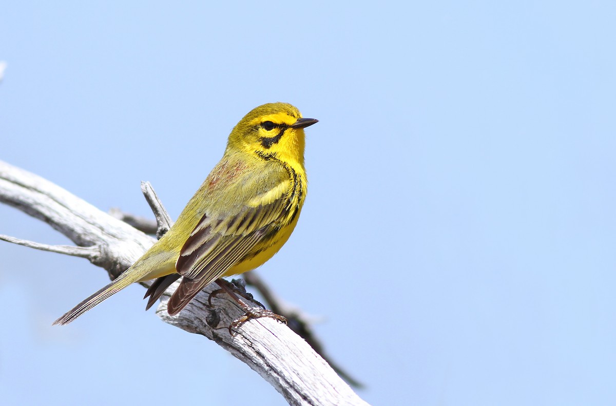 Prairie Warbler - ML150002331