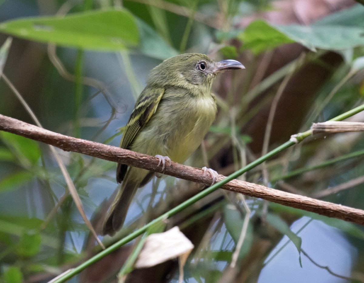 Southern Bentbill - ML150003081