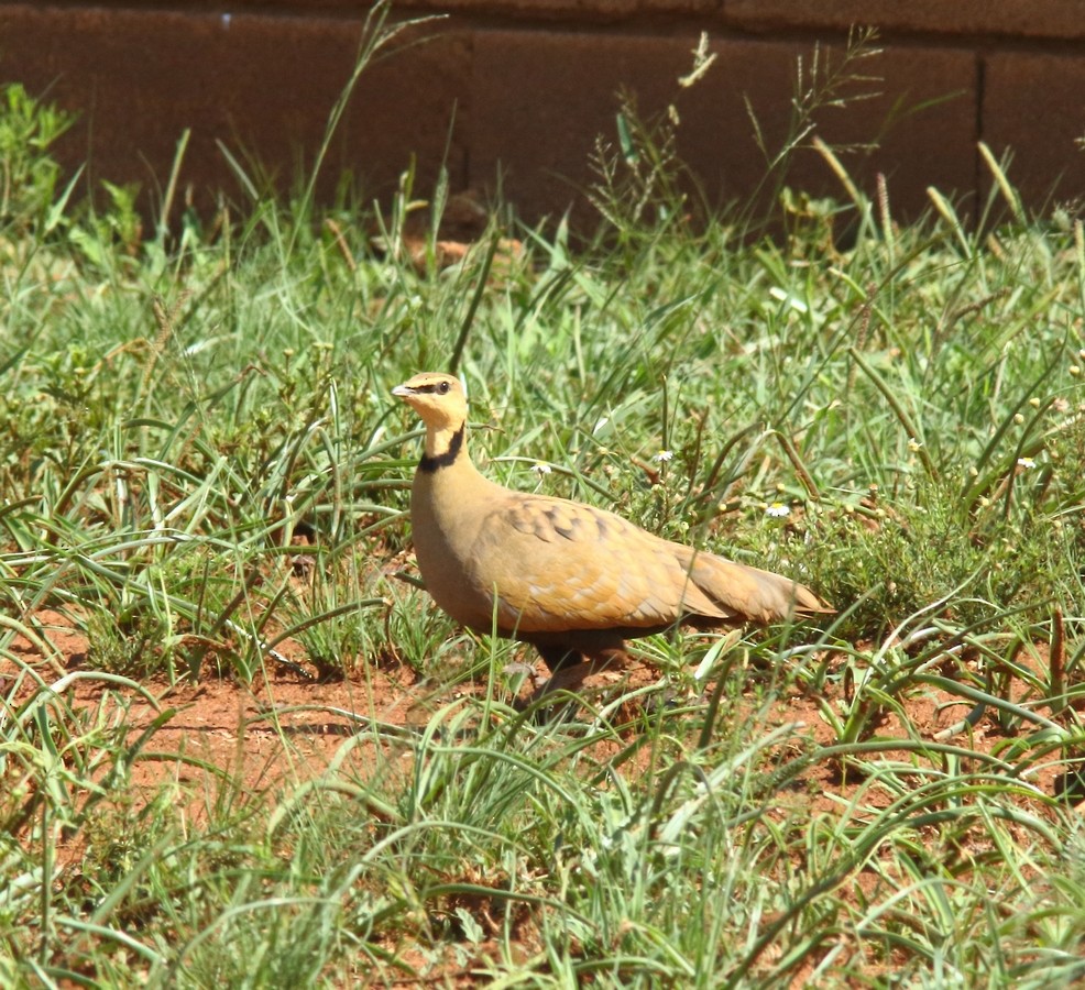 Yellow-throated Sandgrouse - ML150003351