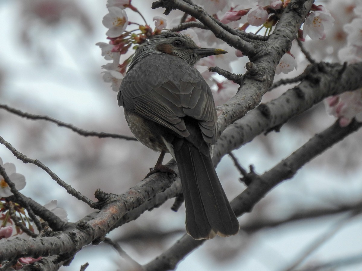 Brown-eared Bulbul - ML150003871