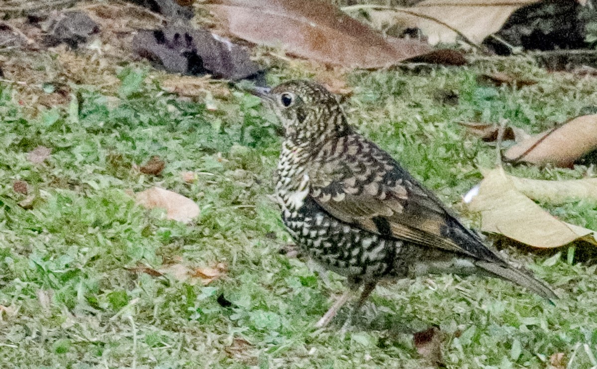 Scaly Thrush (Scaly) - ML150003911