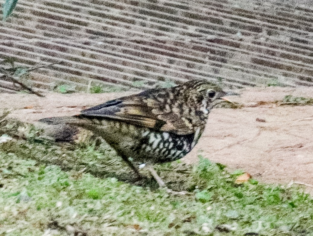 Scaly Thrush (Scaly) - ML150004071