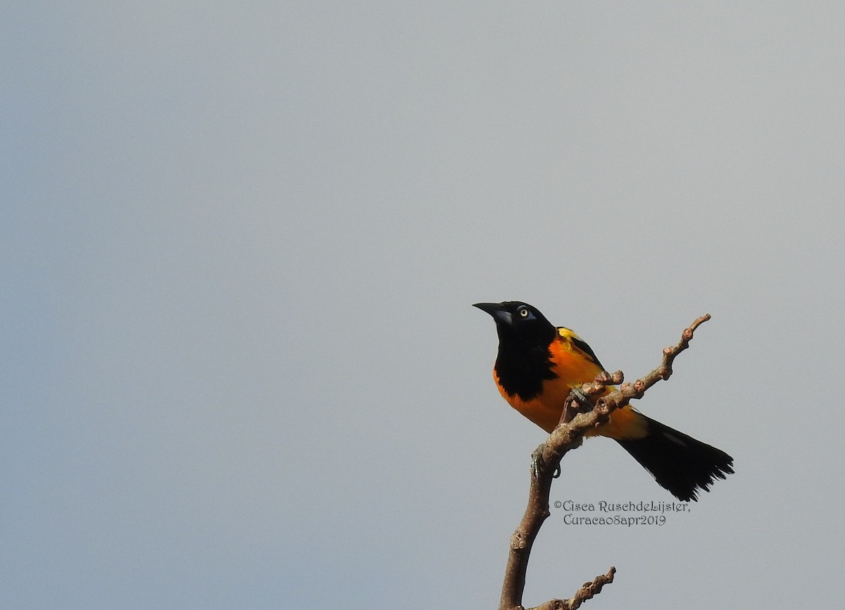 Venezuelan Troupial - Cisca  Rusch