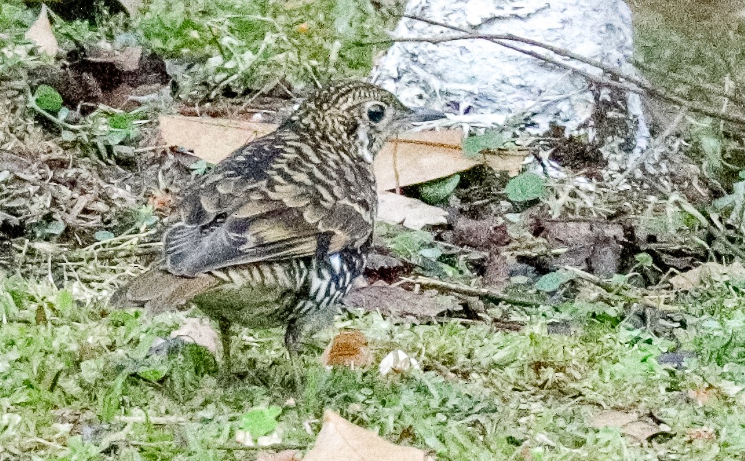 Scaly Thrush (Scaly) - ML150004151