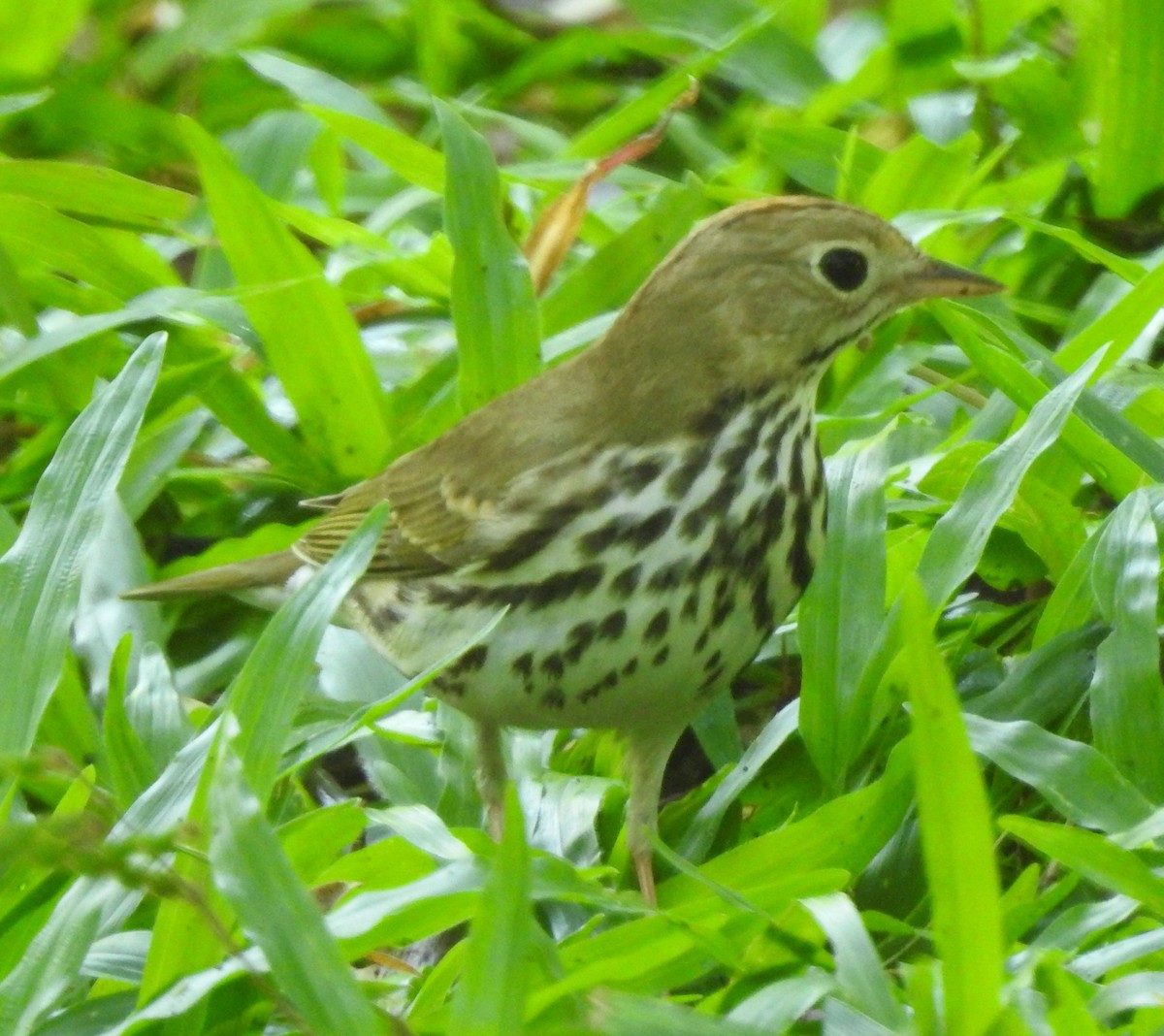 Ovenbird - ML150004501