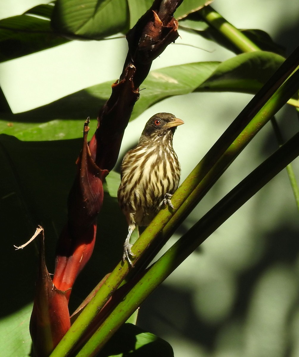 Palmchat - ML150004621