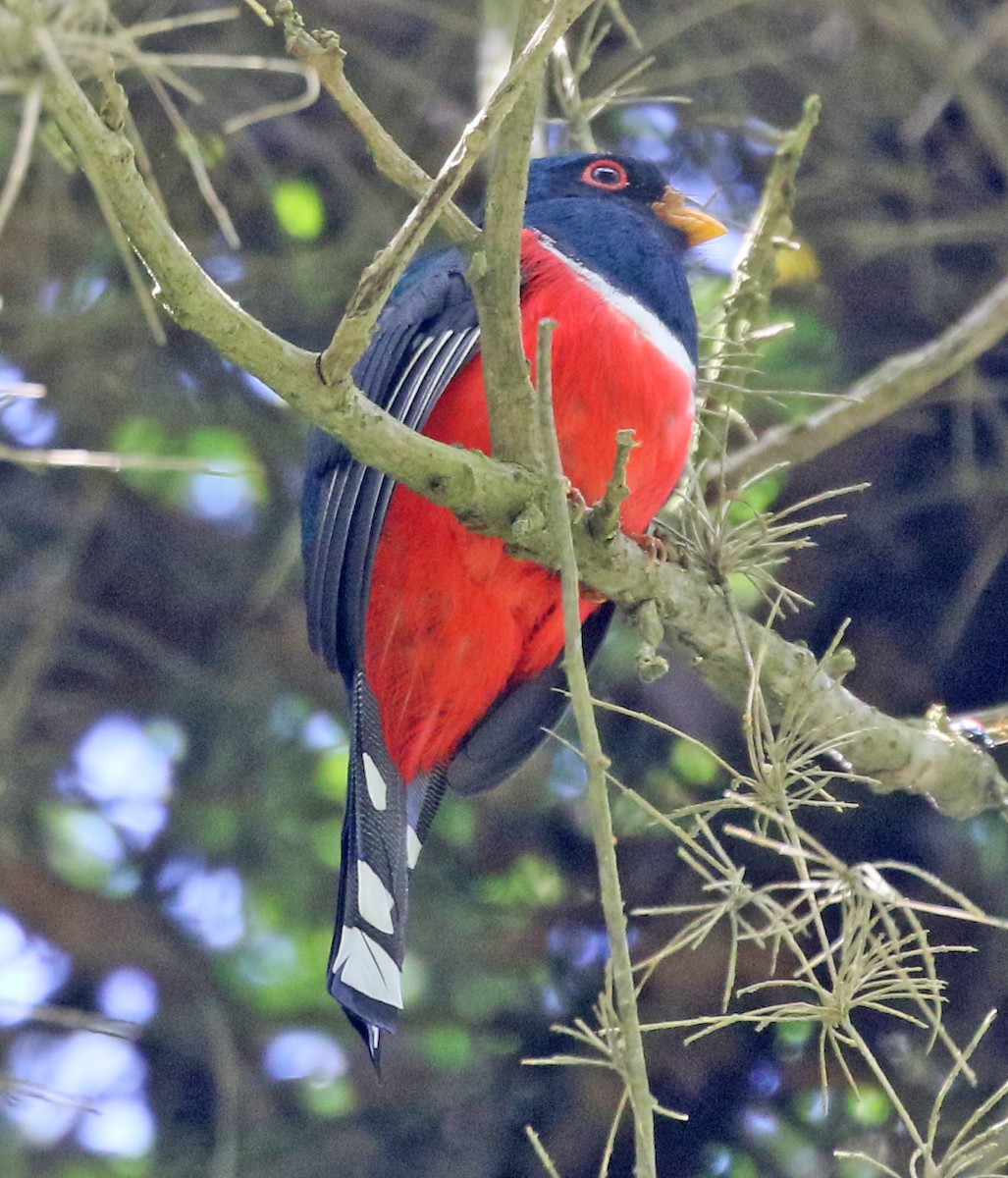 Maskeli Trogon - ML150006461