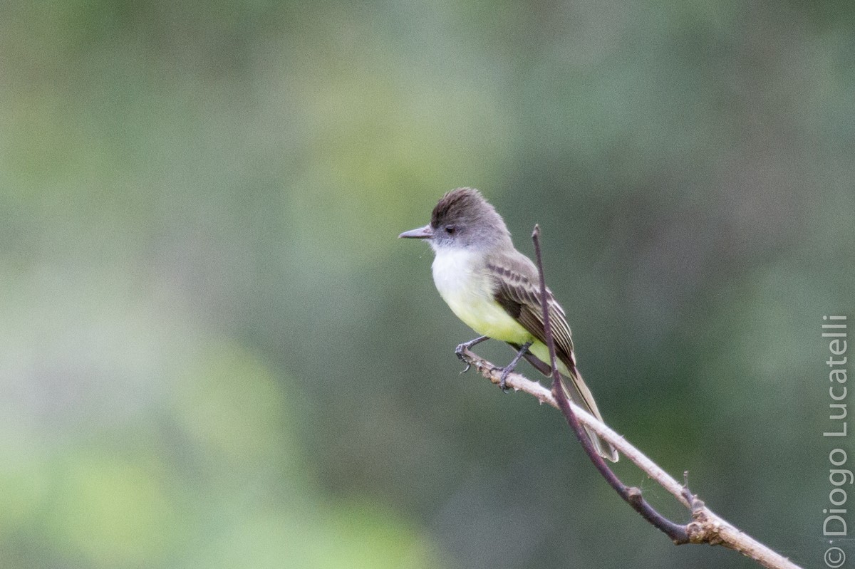 Dusky-capped Flycatcher - ML150007711