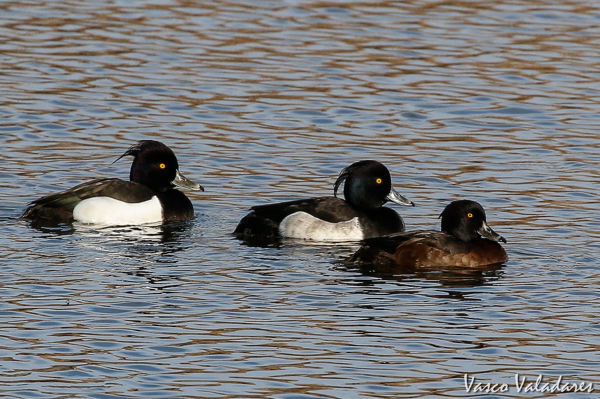 Tufted Duck - Vasco Valadares