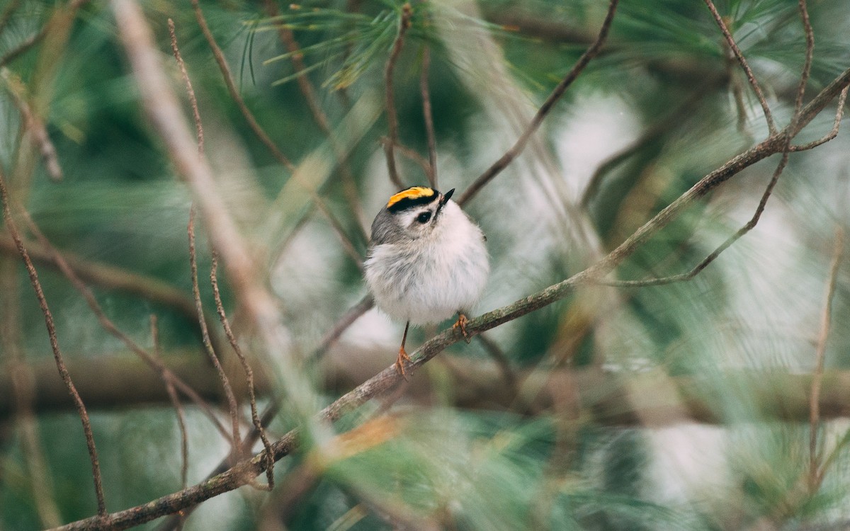 Golden-crowned Kinglet - ML150008461